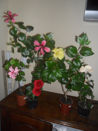 Hibiscus grup