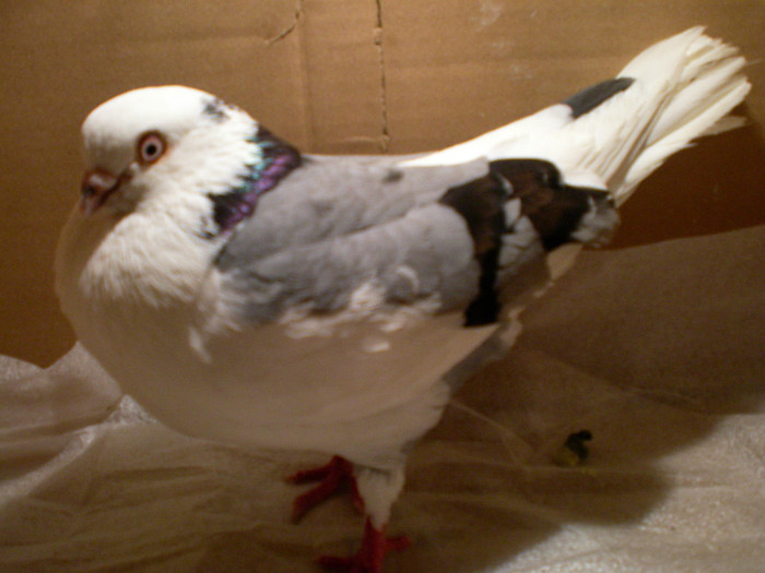 cadea in tumbe jnur de la 200 d m...... cel mai bun