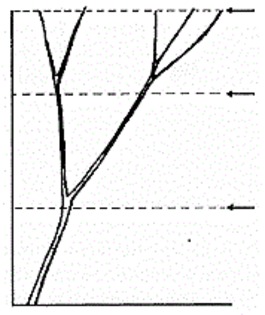 tundere gr. 2.jpg - CLEMATITE DE VANZARE