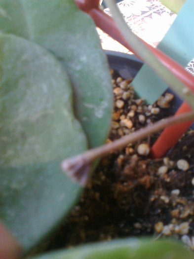 Fotografie1419 - 0 colectie hoya 2013