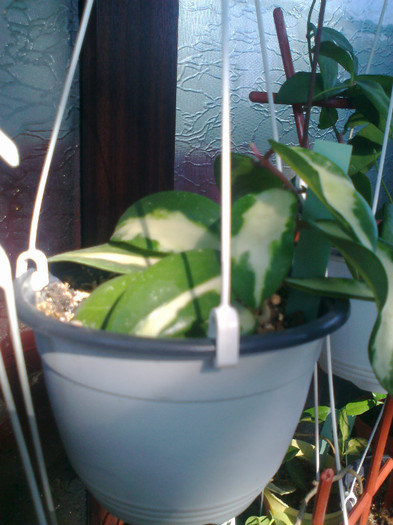 Fotografie1418 - 0 colectie hoya 2013