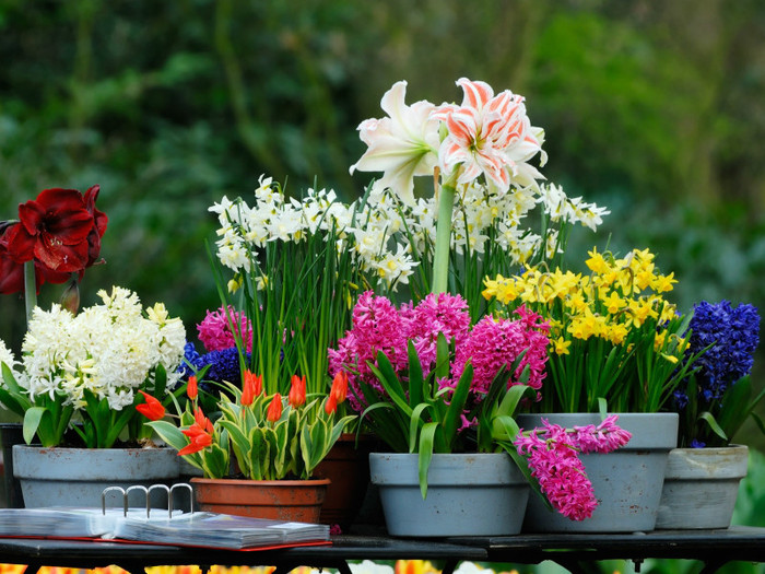 www.planteo.ro; Bulbi de flori de toamna, lalele, zambile, narcise, allium, amaryllis,hippeastrum, crocus, muscari e
