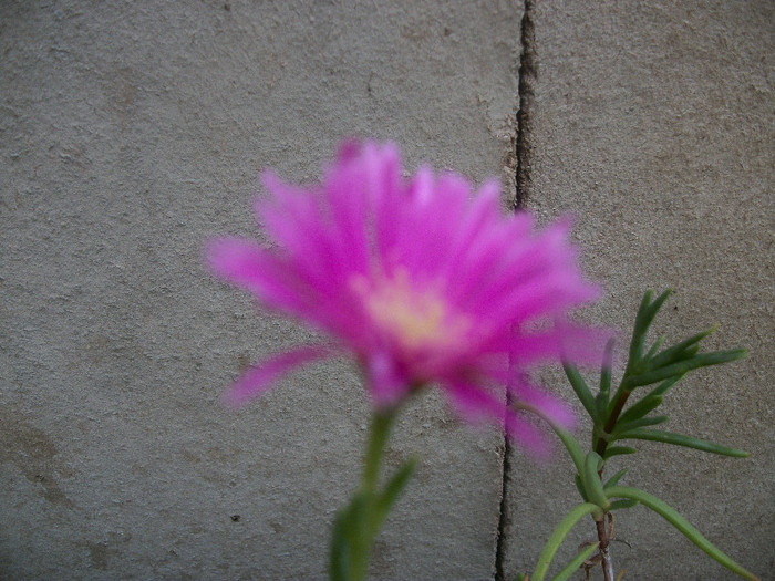 100_2436 - lampranthus