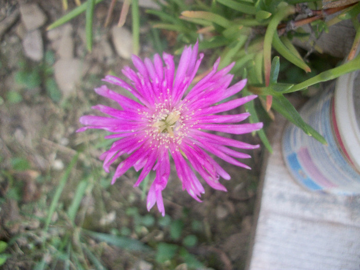 100_2438 - lampranthus