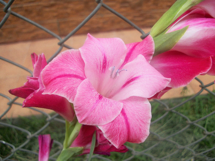 4 aug 2012 - gladiole 2012