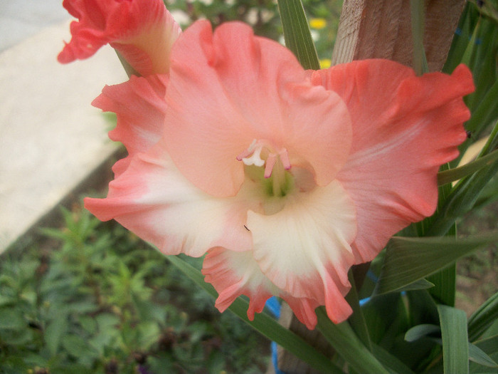 100_2448 - gladiole 2012