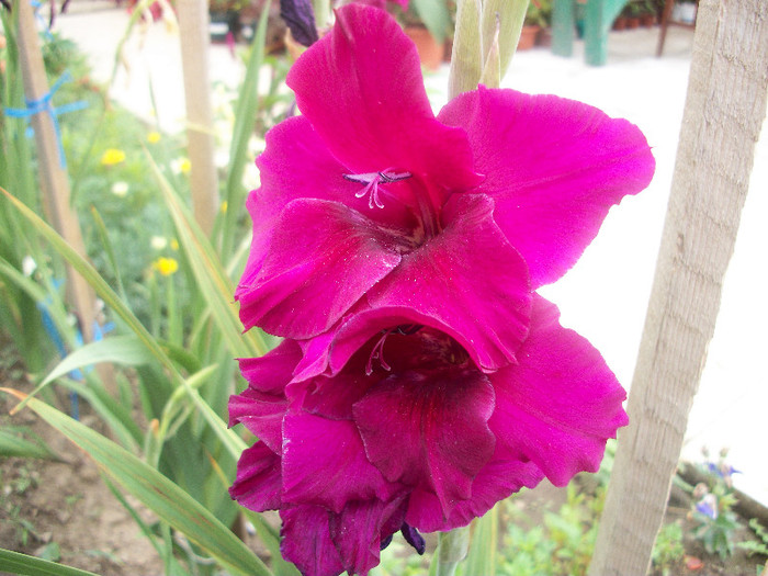 100_2457 - gladiole 2012