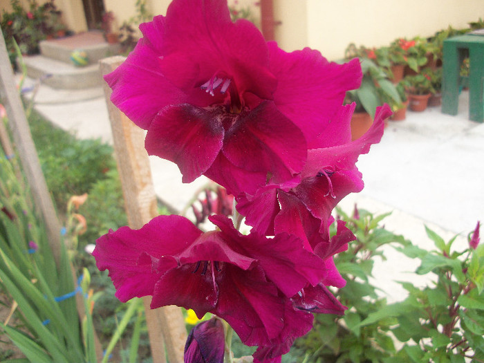 100_2458 - gladiole 2012