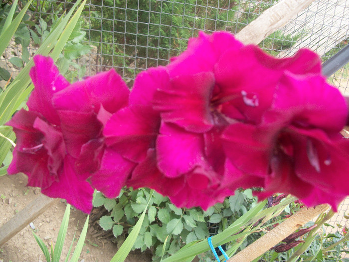 100_2460 - gladiole 2012