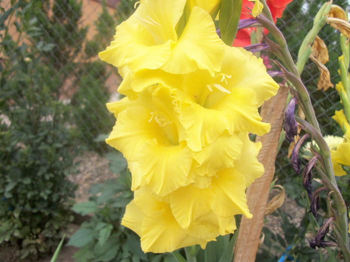 100_2462 - gladiole 2012