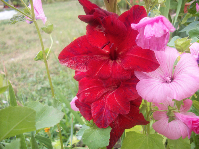 100_2476 - gladiole 2012