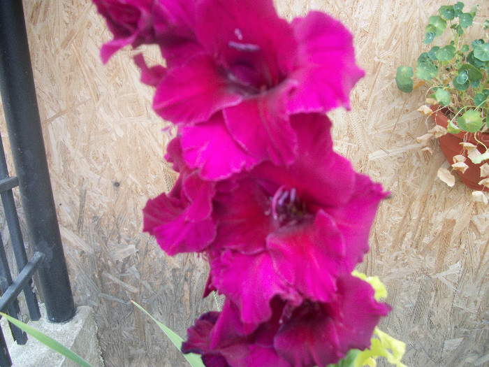100_2489 - gladiole 2012