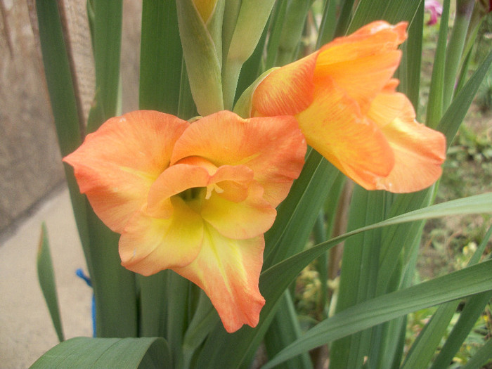 100_2490 - gladiole 2012