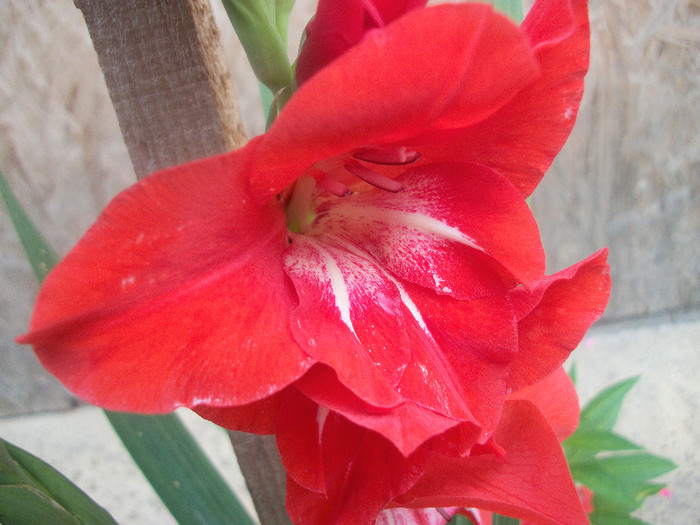 100_2491 - gladiole 2012