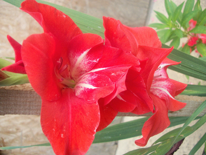100_2492 - gladiole 2012