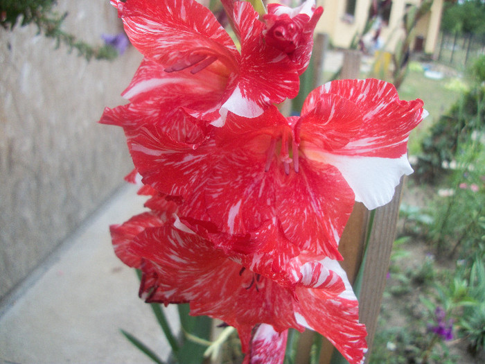 100_2493 - gladiole 2012