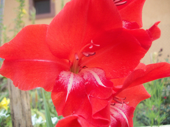 100_2510 - gladiole 2012