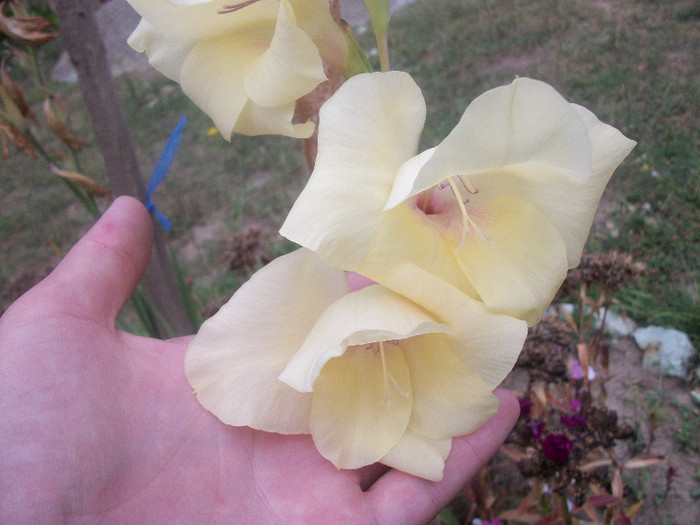 100_2517 - gladiole 2012