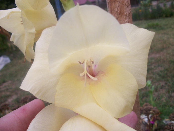 100_2518 - gladiole 2012