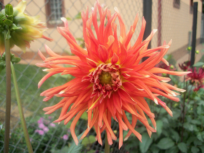 100_2450 - dalii 2012