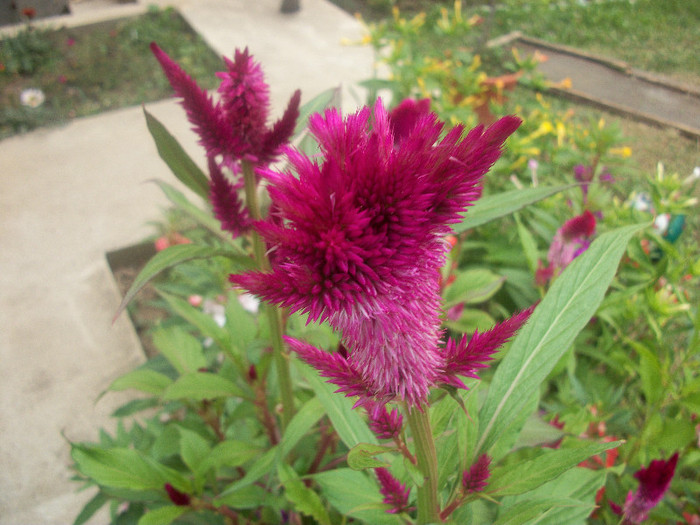 100_2485 - celosia 2012