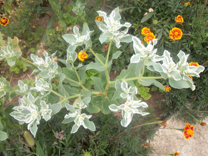 100_2488 - flori de gheata 2012