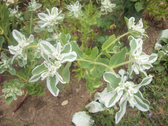 100_2511 - flori de gheata 2012