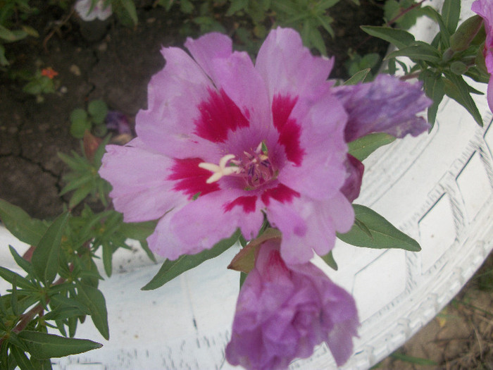 100_2504 - godetia 2012