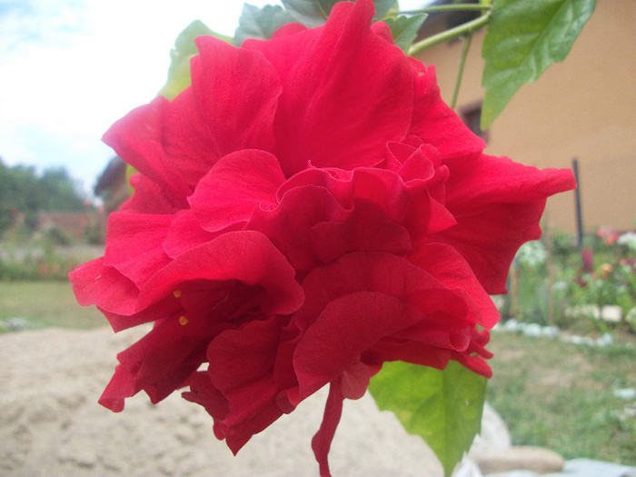 100_2512 - hibiscus