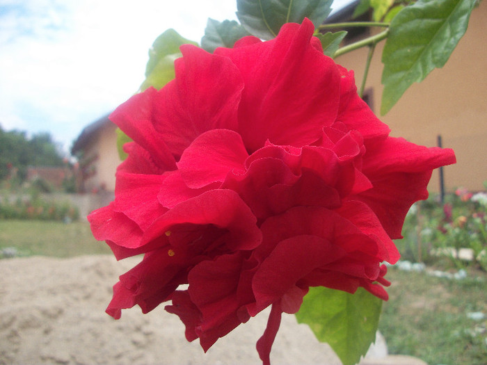 100_2513 - hibiscus