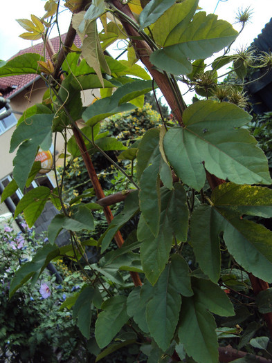 Passiflora vitifolia