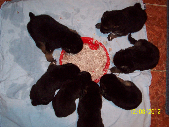 101_4207 - A1 Canisa del Gringo