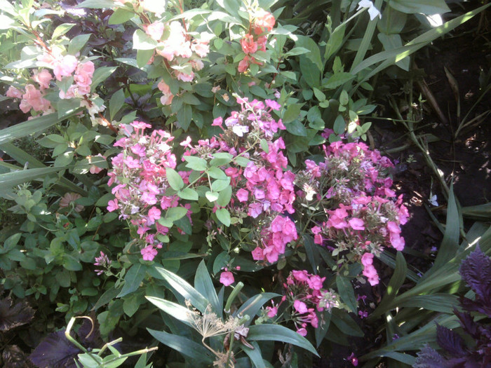 Fotografii-0287