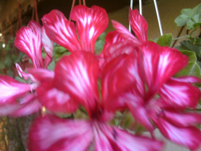 Fotografii-0296