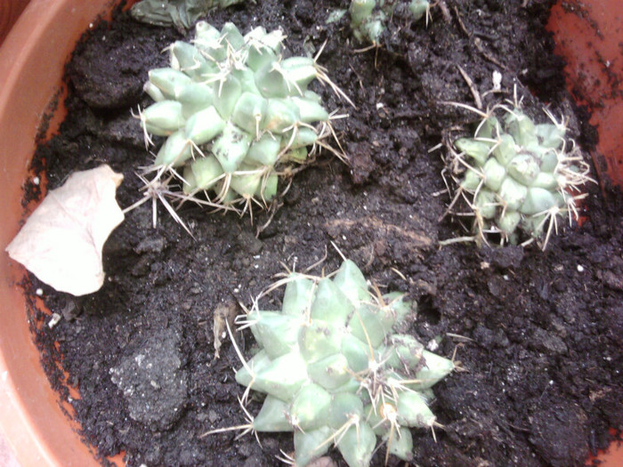 Fotografii-0306
