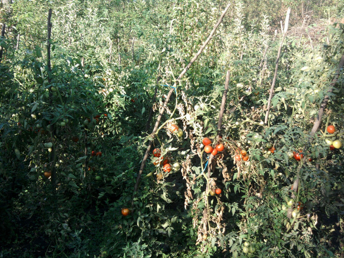 Fotografii-0315