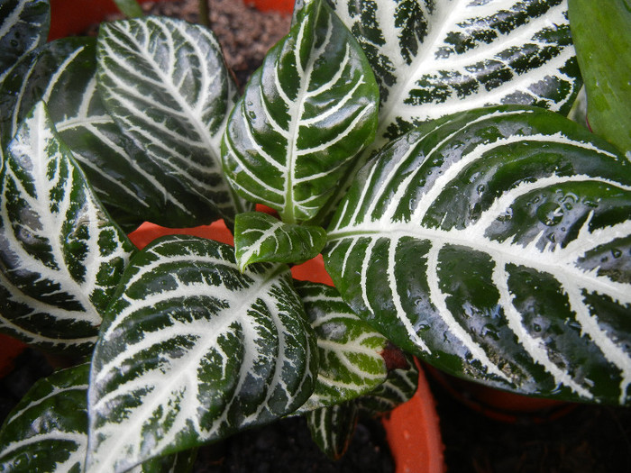 Aphelandra squarrosa (2012, Aug.11) - Aphelandra squarrosa