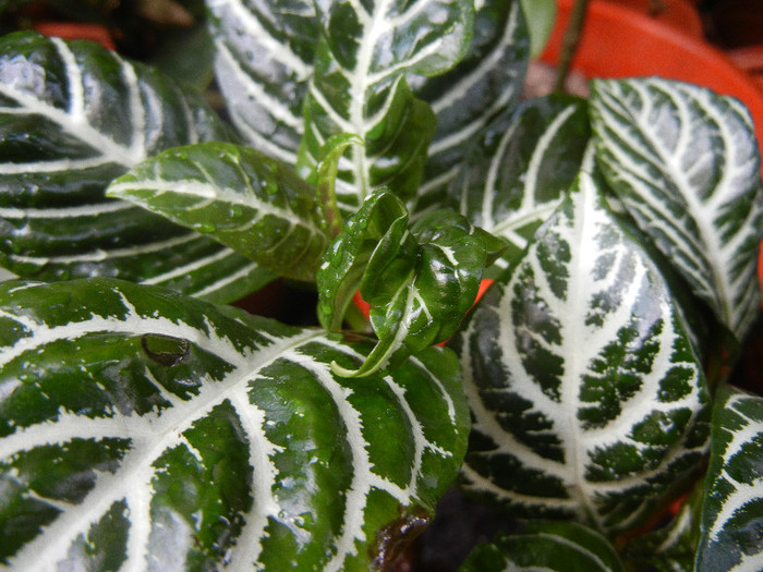 Aphelandra squarrosa (2012, Aug.11) - Aphelandra squarrosa