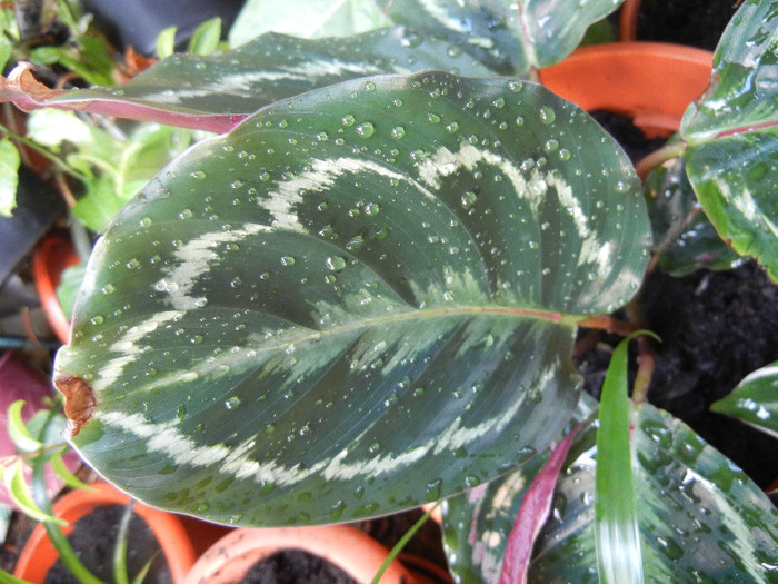 Calathea Roseopicta (2012, Aug.11) - Calathea Roseopicta