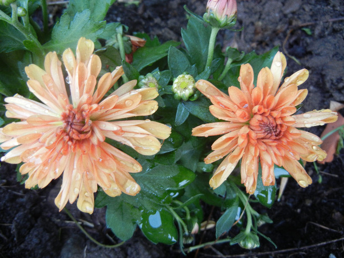 Orange Chrysanthemum (2012, Aug.11) - Orange Chrysanthemum