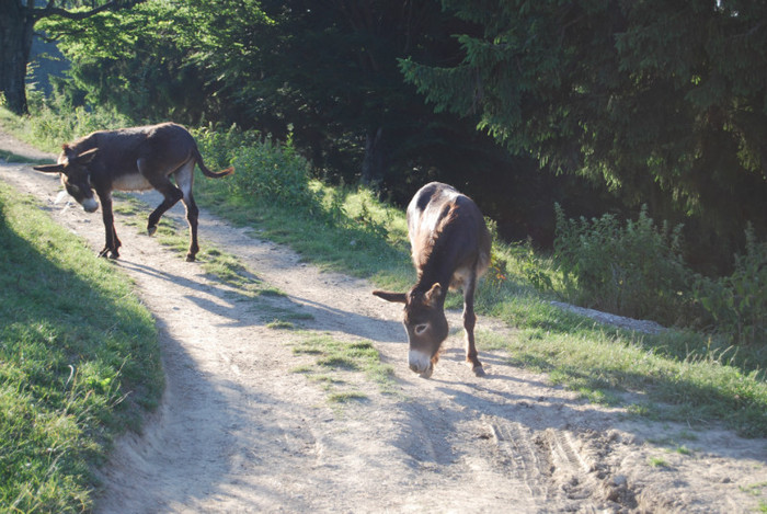 DSC_2837 - Nikon 3 Brazi