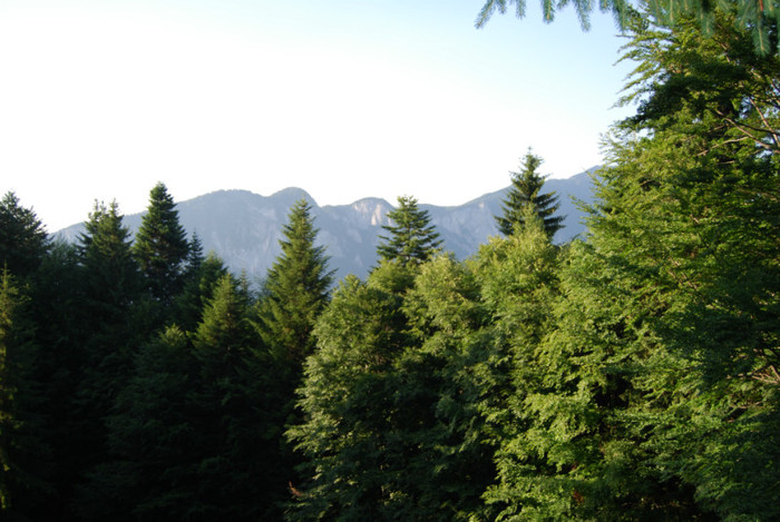 DSC_2846 - Nikon 3 Brazi