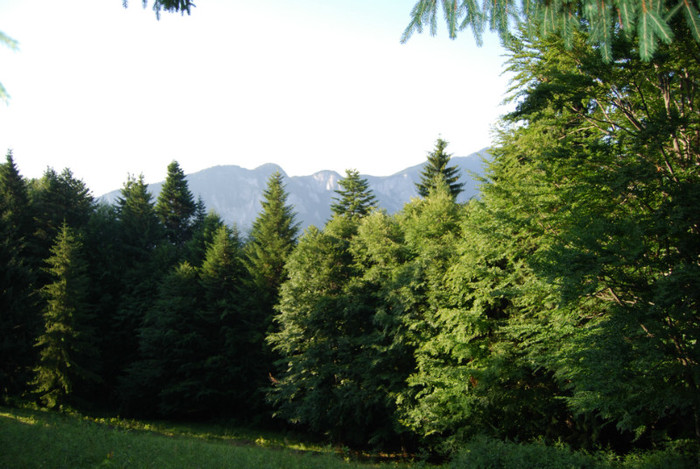 DSC_2847 - Nikon 3 Brazi