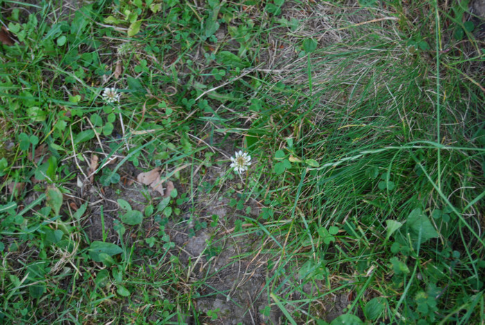 DSC_2851 - Nikon 3 Brazi