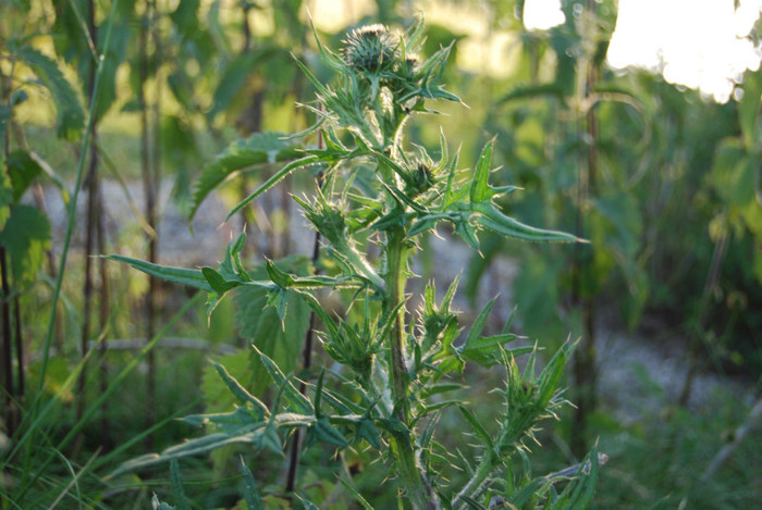 DSC_2852 - Nikon 3 Brazi