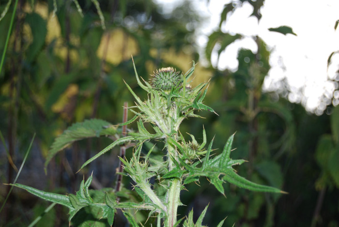 DSC_2853 - Nikon 3 Brazi