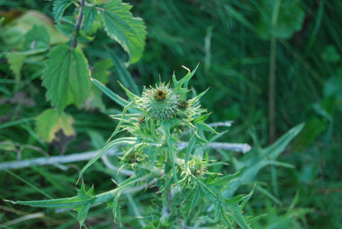 DSC_2854 - Nikon 3 Brazi