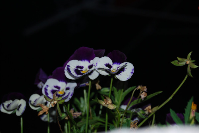 DSC_2889