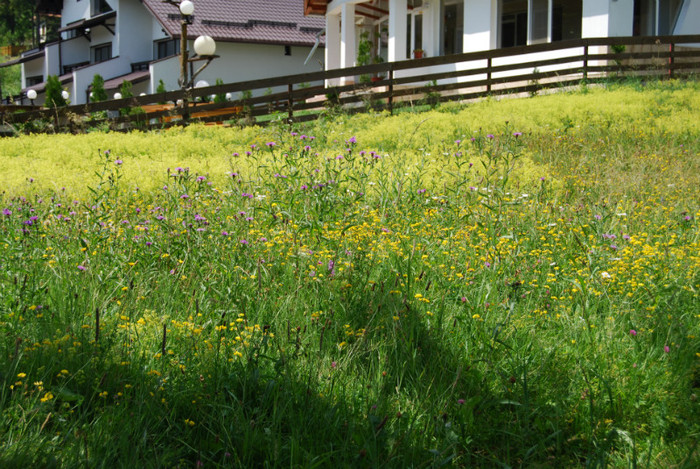 DSC_2915 - Nikon 3 Brazi