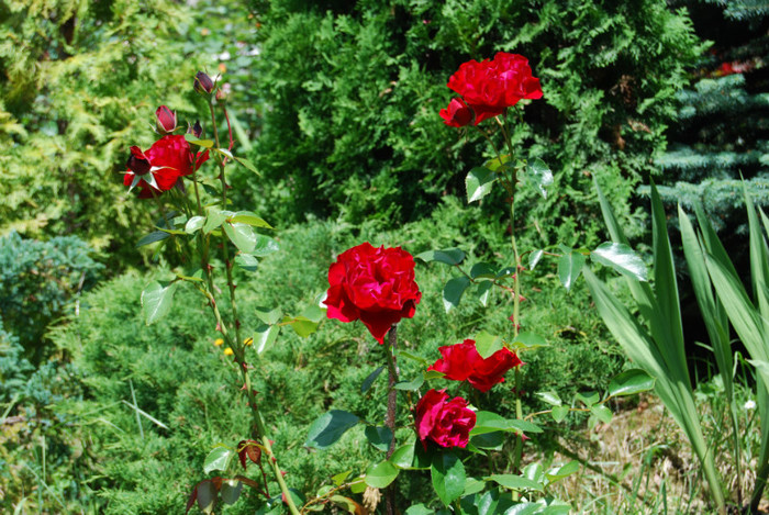 DSC_2918 - Nikon 3 Brazi